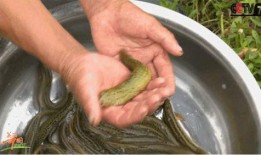 黄金泥鳅最新爆料,揭秘娱乐圈幕后真相